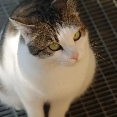 Bed & Breakfast Latteletto Tortoreto