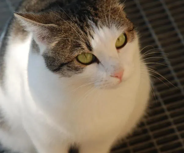 Bed & Breakfast Latteletto Tortoreto